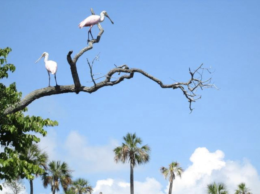 flat bill Birds in a tree
